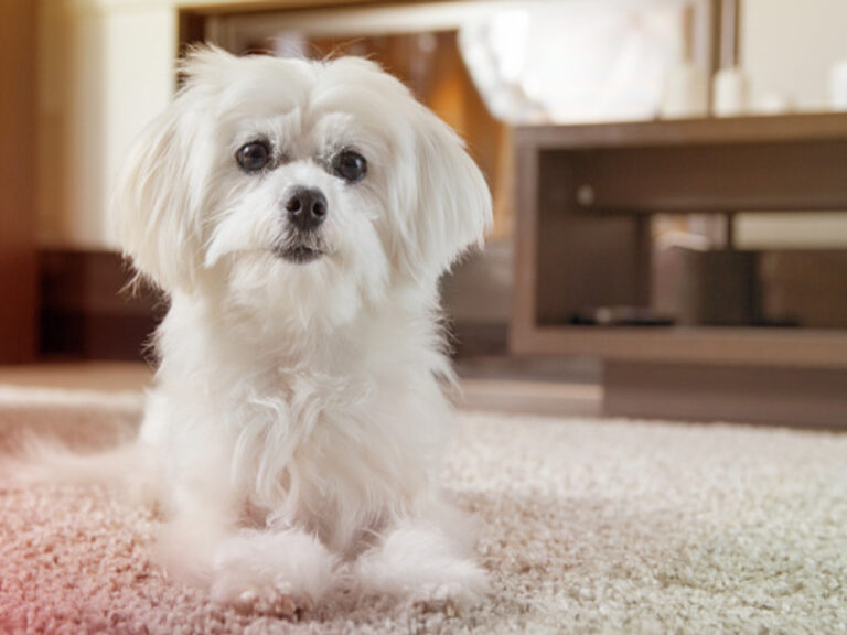 Comment Prendre Soin Du Pelage D Un Bichon Maltais Lorraine Mas