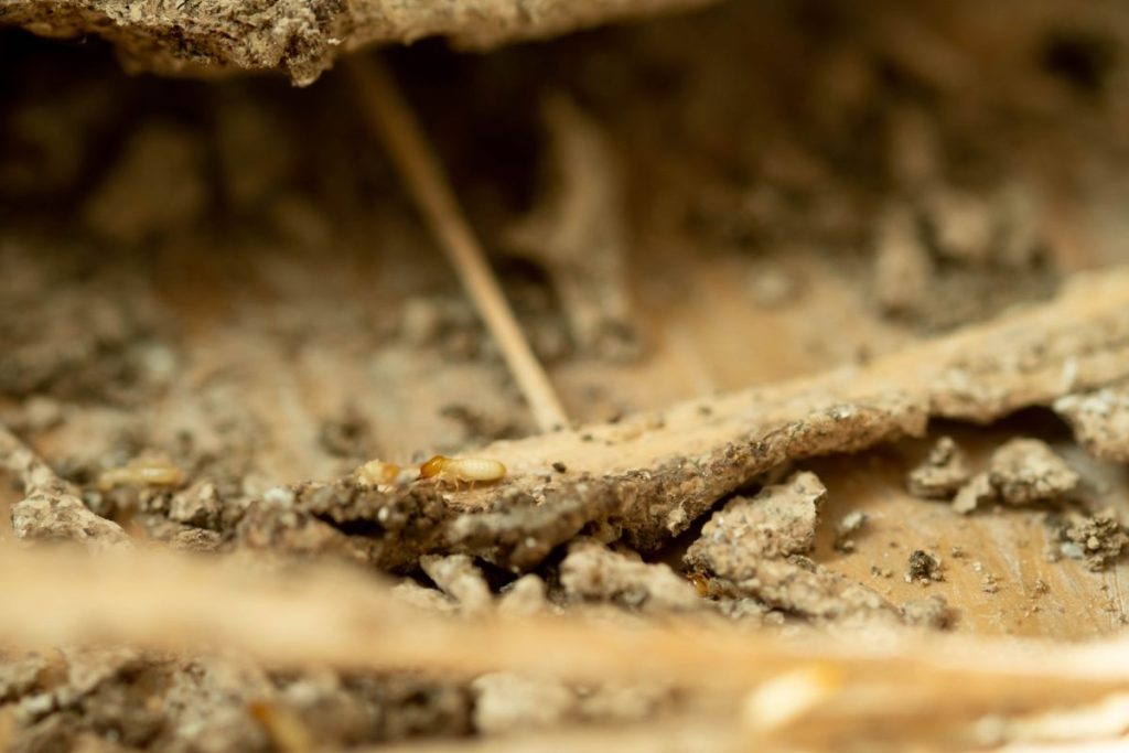 1-Comment éliminer les termites des fondations de votre maison