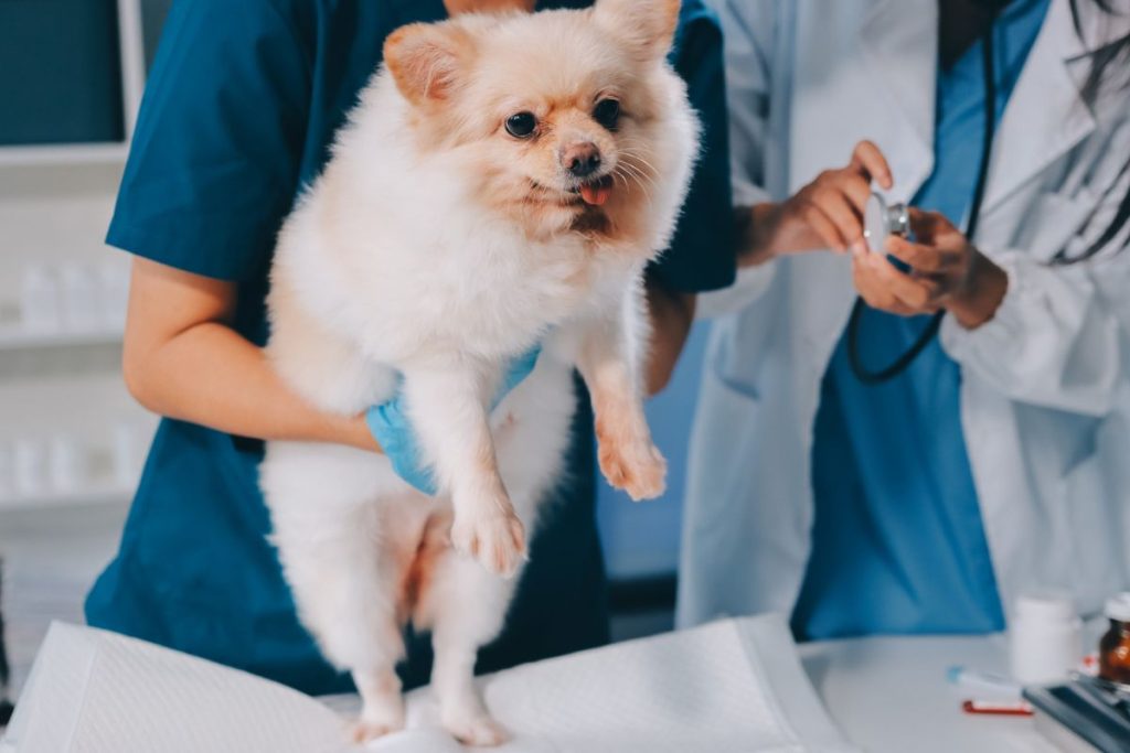 11-Comment fonctionne l'assurance maladie pour les animaux de compagnie