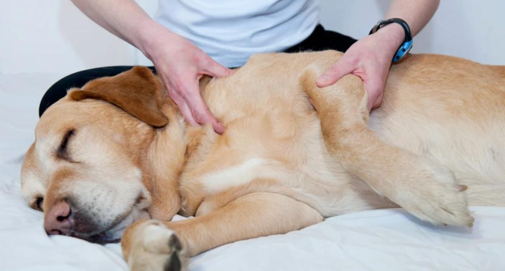 Massage canin