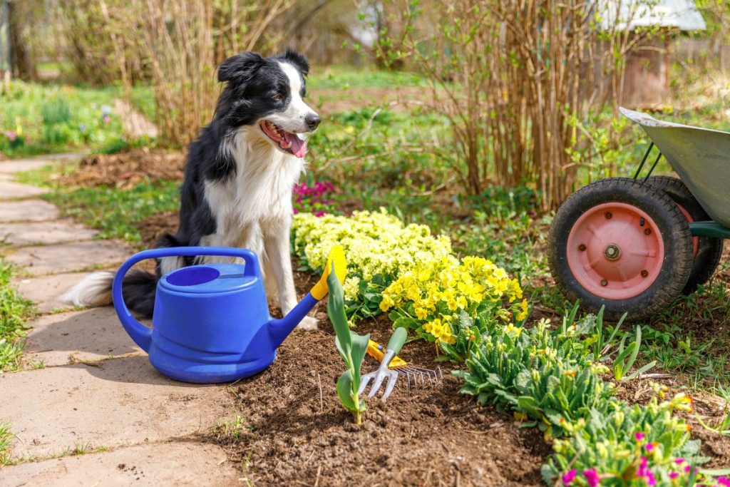 27-Comment protéger votre jardin des chiens curieux